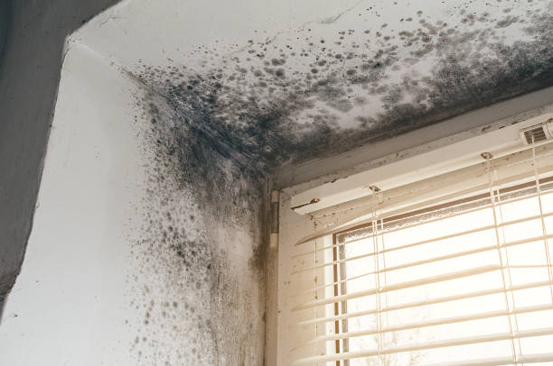 Affordable Mold Removal solutions in Ridge, MD